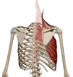 beweging scapula