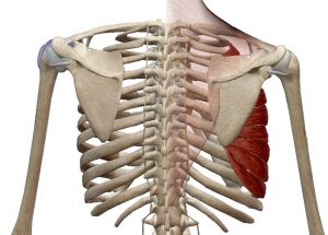 Depressie scapula