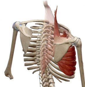 Elevatie scapula