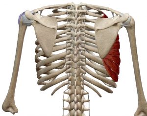 protractie scapula