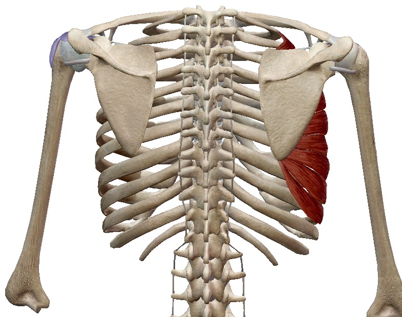 Spieren bij de beweging protectie van scapula