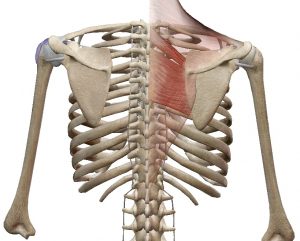 Spieren bij de beweging Retractie van de scapula