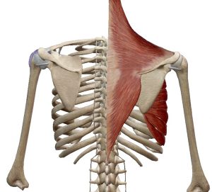 Spieren bij beweging laterorotatie van scapula