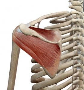 Rotator cuff Distaal