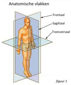 anatomische vlakken