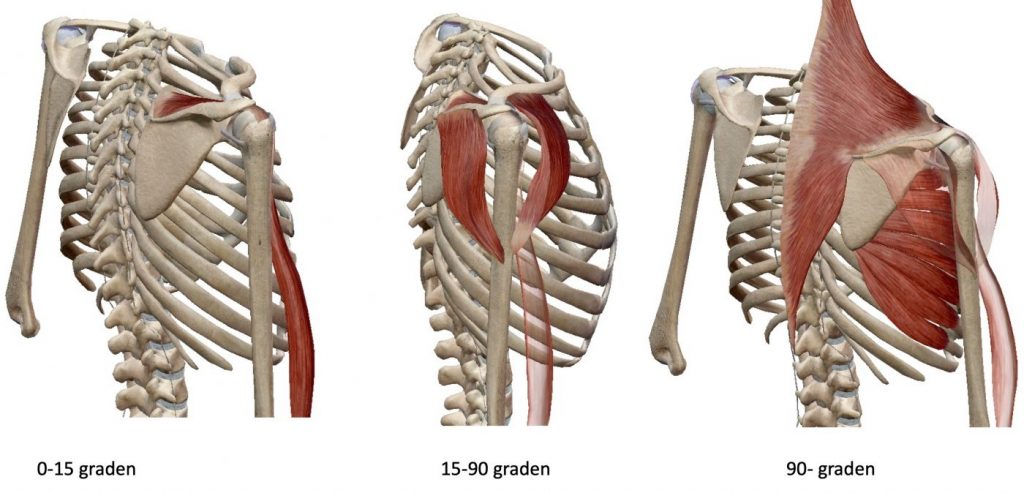Spieren bij abductie in de schoudergordel (art. humeri en scapula)