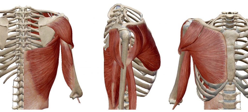Spieren bij adductie van de bovenarm ( art. humeri)